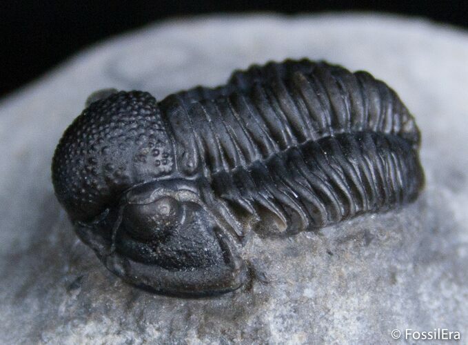 Small Gerastos Trilobite Nice Dark Shell #2411